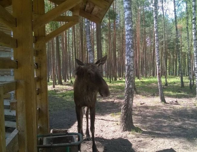 Экскурсия в Березинский заповедник из Минска