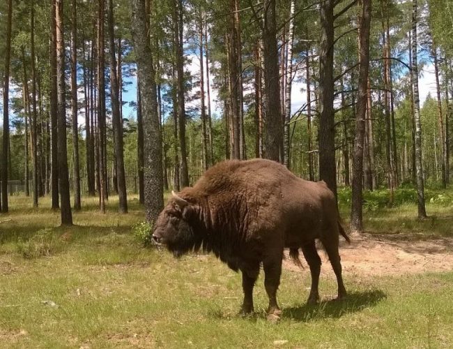 Экскурсия в Березинский заповедник из Минска